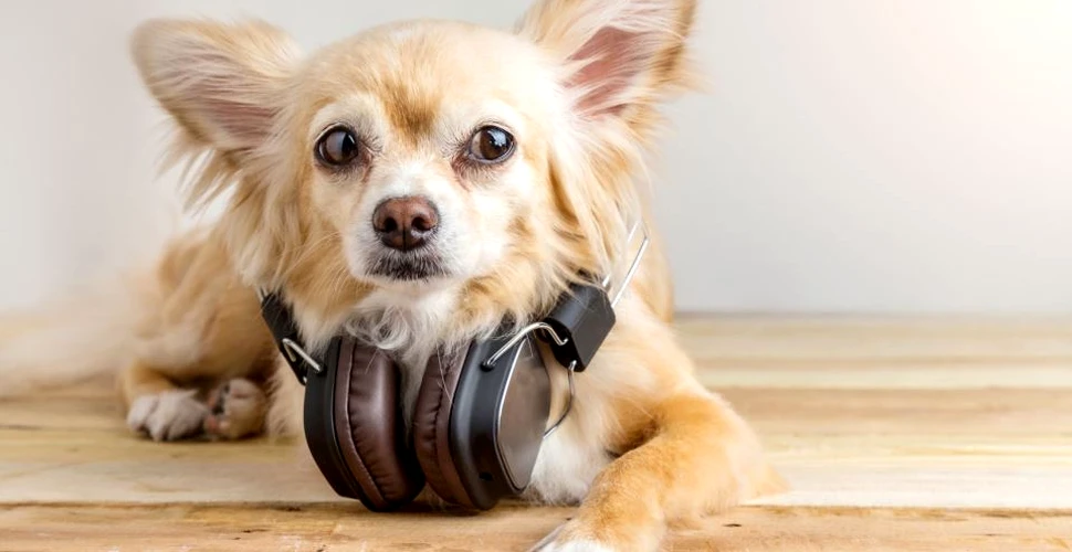 Şi câinii au preferinţe muzicale. Ce ar dori necuvântătoarele să asculte cel mai mult