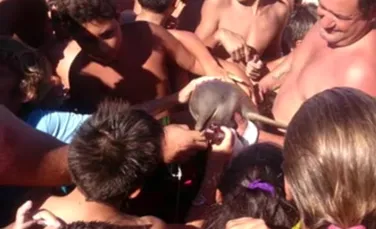 Încă un delfin a fost omorât de oamenii generaţiei ”selfie” în încercarea de a face o poză cu el – VIDEO
