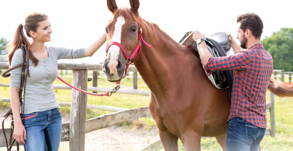 Care sunt, de fapt, cele mai populare rase de cai din lume