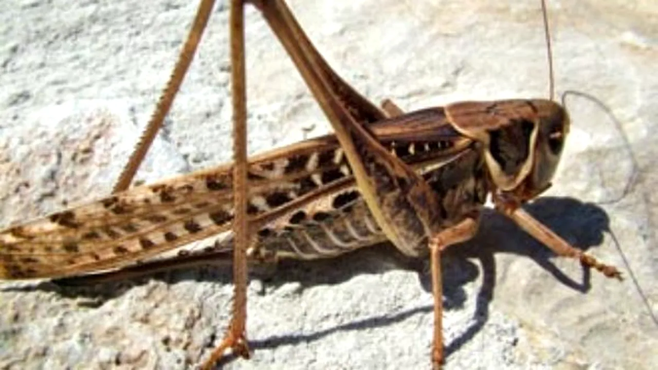 1-insecta 