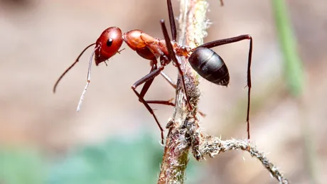 Poluarea aerului afectează simțurile furnicilor, iar efectele sunt îngrijorătoare