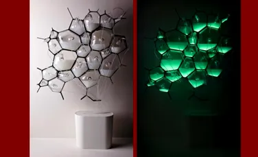 „Lampa” cu bacterii – sursa de lumină a viitorului?
