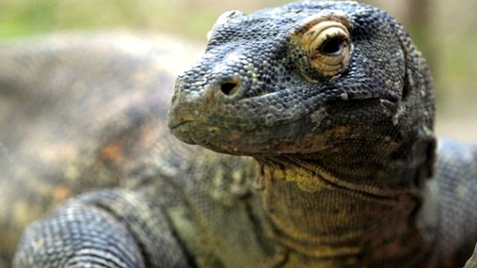 Dispar dragonii de Komodo