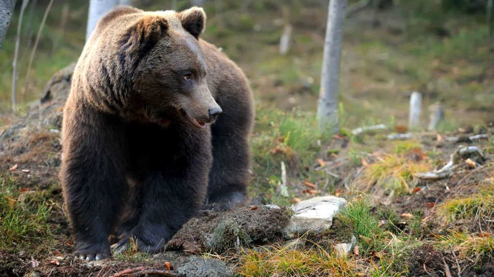 Proiect în Parlamentul României: Uciderea animalelor sălbatice pentru protecţia oamenilor şi a bunurilor nu va fi pedepsită