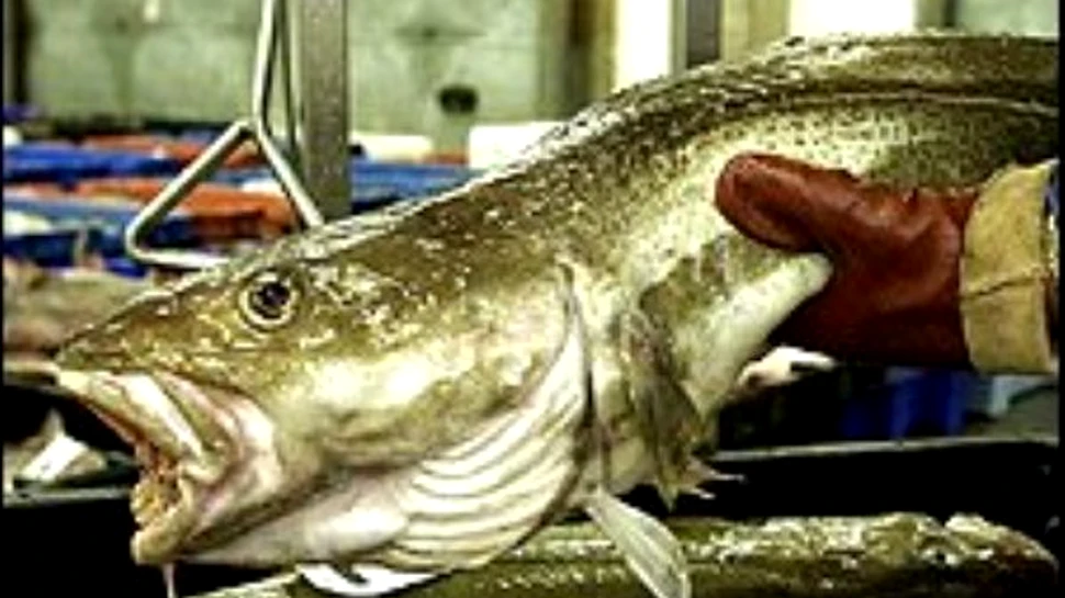 In circa 50 de ani vor disparea toti pestii