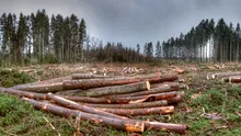 Distrugerea pădurilor a atins un nivel fără precedent