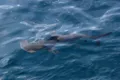 Un rechin rar, nemaivăzut de peste 20 de ani, a fost observat în Insulele Galapagos