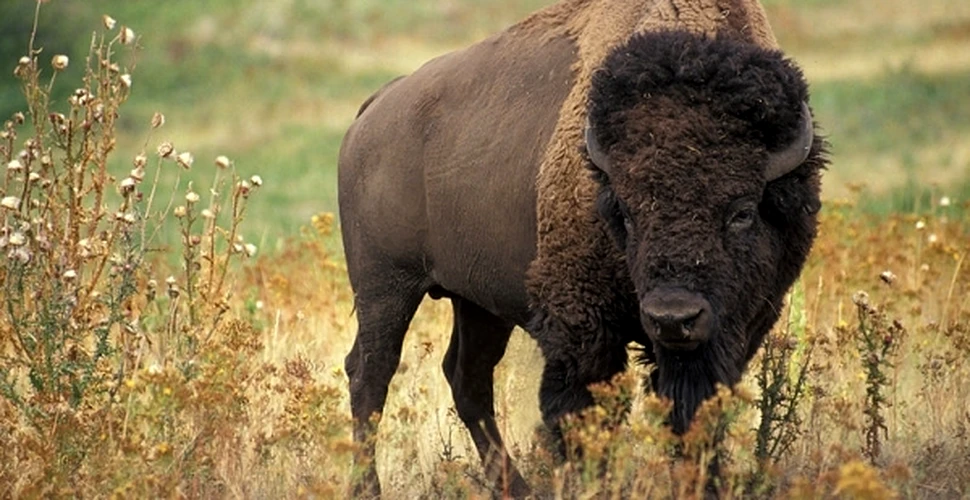 Primul bizon sălbatic observat în Germania după 250 de ani a fost împuşcat de vânători