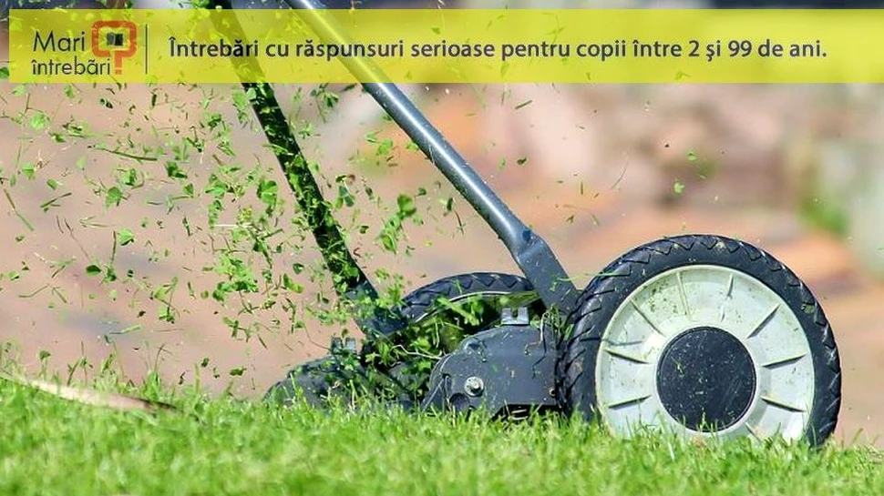 De ce iarba proaspăt tăiată miroase atât de plăcut?