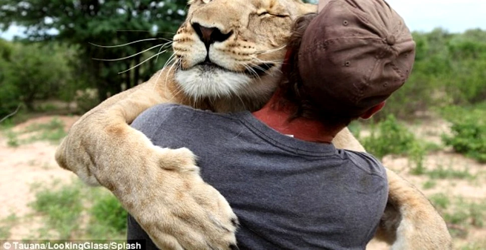 Cum îşi răsplăteşte o leoaică salvatorul? (VIDEO EMOŢIONANT)