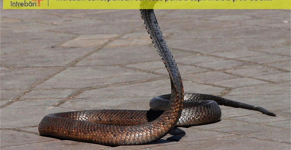 Care este cel mai mare animal pe care un şarpe îl poate consuma?