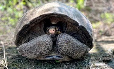 O ţestoasă considerată dispărută de peste 100 de ani a fost redescoperită în Galapagos