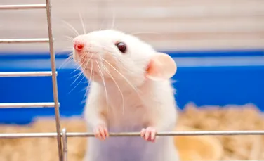 Cercetătorii au reușit să prelungească viața șoarecilor prin reprogramarea genelor