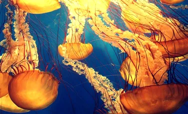 Oamenii de știință explică de ce ar trebui să începem să mâncăm meduze