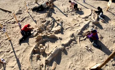 Cum a apărut enigmaticul „cimitir al balenelor” din Chile? Cercetătorii dau o explicaţie acestei uimitoare descoperiri