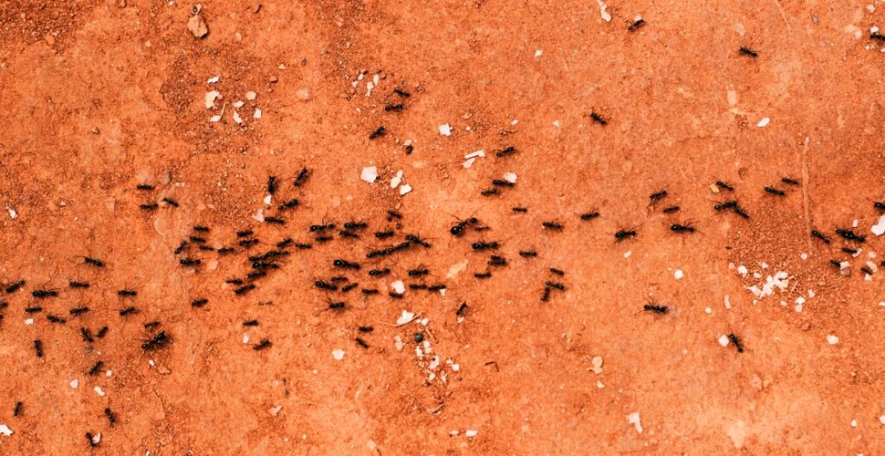 Coloniile de furnici se comportă similar cu o rețea neuronală