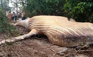 O balenă a fost descoperită într-o junglă, la 15 metri de plajă