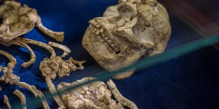 Scanarea celebrului Little Foot oferă noi detalii despre originea oamenilor