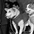 Ziua în care Uniunea Sovietică a făcut istorie cu două căţeluşe: Belka şi Strelka