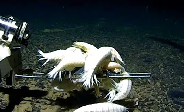 Un crustaceu uriaș populează mai bine de jumătate dintre oceanele lumii