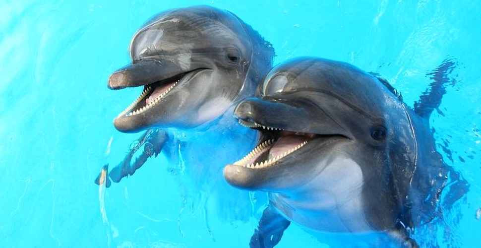 A fost înregistrată prima conversaţie dintre doi delfini