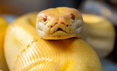 Cum își înlocuiesc șerpii dinții? Fenomenul i-a uimit chiar și pe oamenii de știință
