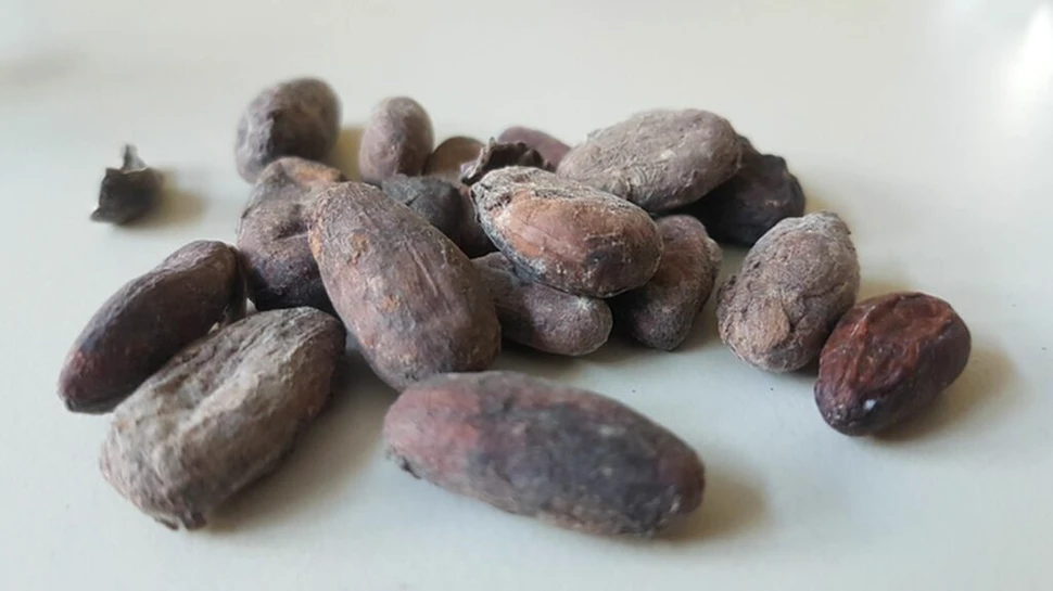 Cât de mult cadmiu conțin boabele de cacao?