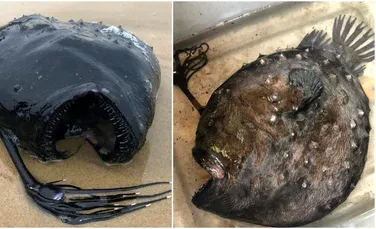 Un pește rareori văzut de oamenii de știință, descoperit eșuat pe o plajă din California