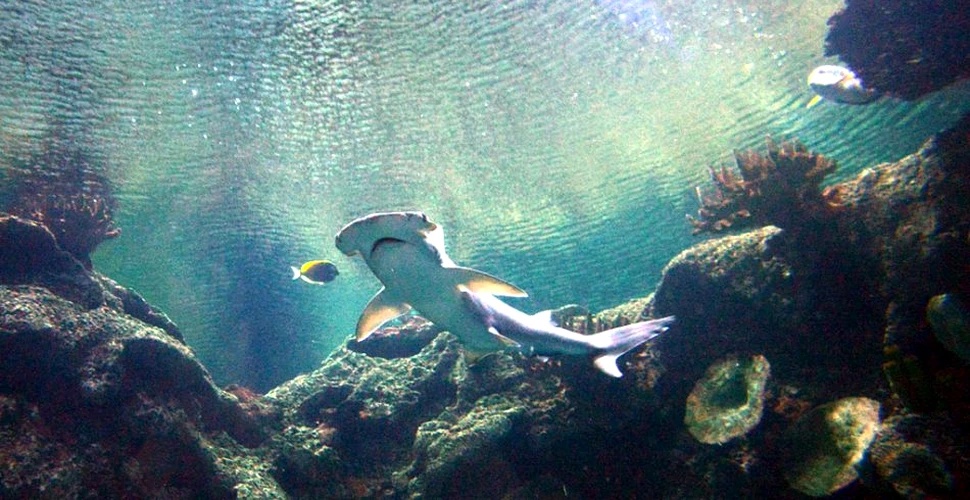 Vizita neaşteptată a unui rechin ciocan gigant în Bahamas – VIDEO