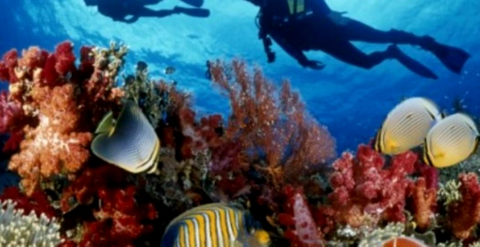 Oceanele lumii sunt pe punctul de a rămâne fără oxigen. Avertismentul cercetătorilor: ”Se poate repeta scenariul”