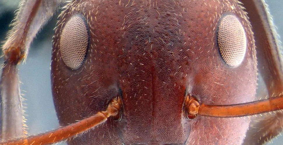 O nouă specie de furnici ”kamikaze” îşi explodează intestinele pe inamici pentru a apăra muşuroiul