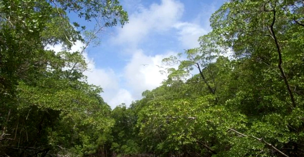 Defrisarea Amazoniei aduce noi probleme