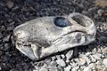 „Gorgonele” au supraviețuit extincției Permian-Triasic, dar nu pentru mult timp. Ce arată noile cercetări?