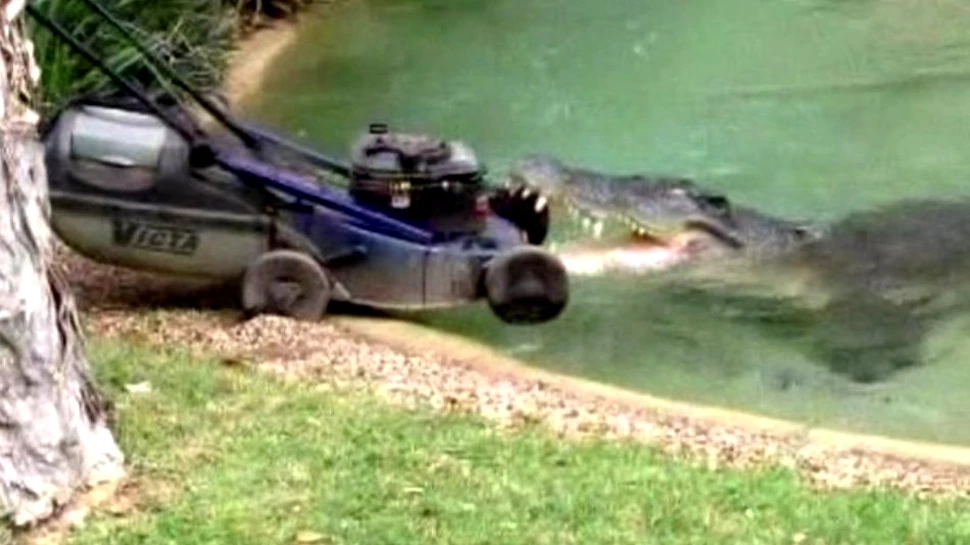Crocodilul Elvis a furat o maşină de tuns iarba (VIDEO)