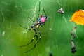 O nouă specie de păianjen ar putea coloniza întreaga Coastă de Est a Statelor Unite