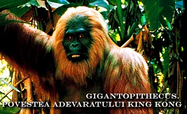 Gigantopithecus – Povestea adevaratului King Kong