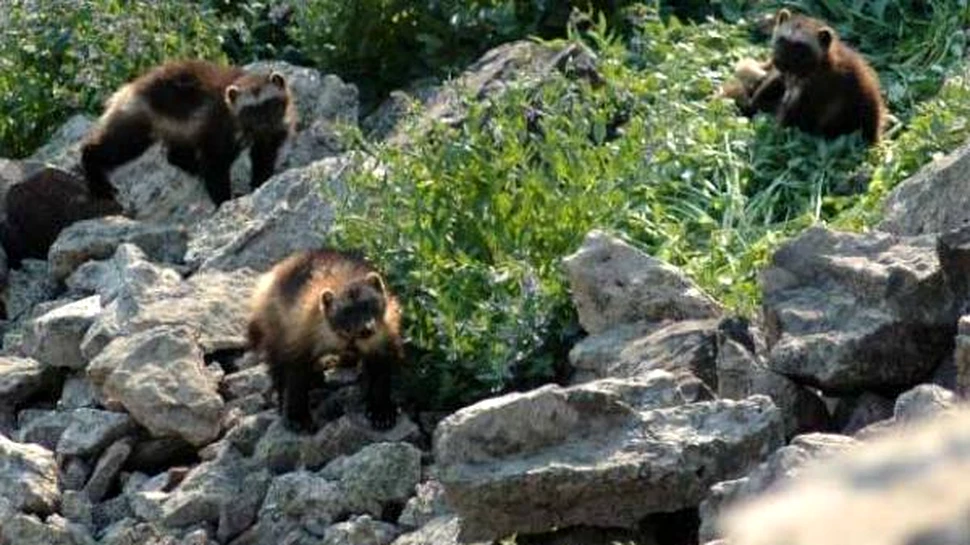 Atentie! Wolwerine a reaparut in Colorado