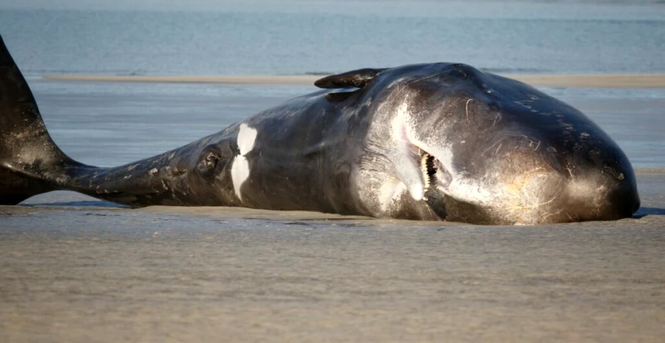 Nivelurile de chimicale toxice depășesc de 30 de ori „pragul de siguranță” la balenele eșuate