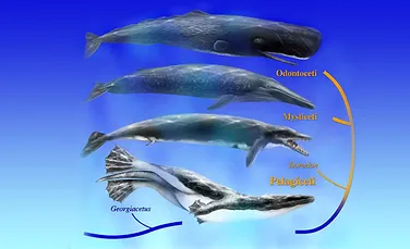 Primele balene inotau cu ajutorul picioarelor