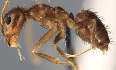 Atacul furnicilor nebune: cercetătorii au reuşit să identifice o specie de dăunător care invadează SUA