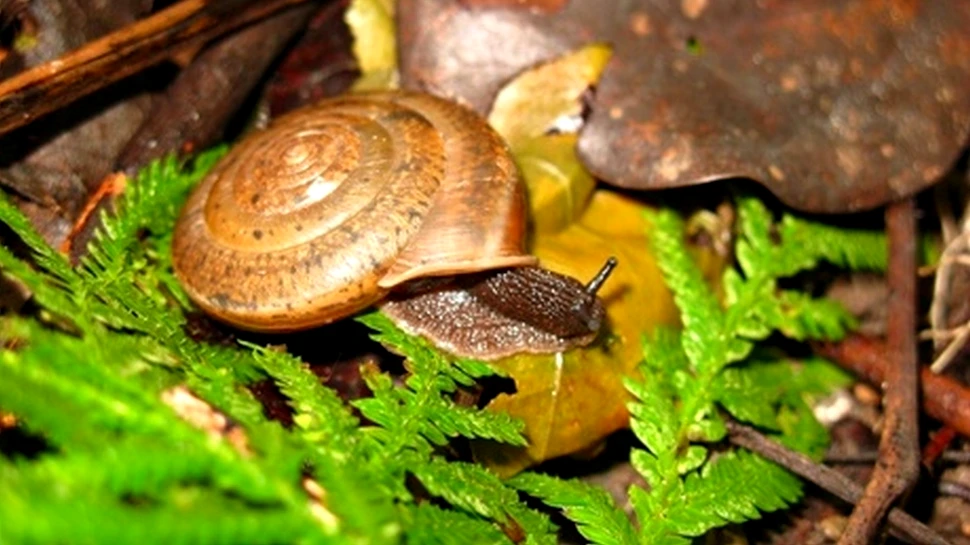 O specie de melci hermafrodiţi este folosită pentru a promova drepturile minorităţilor sexuale