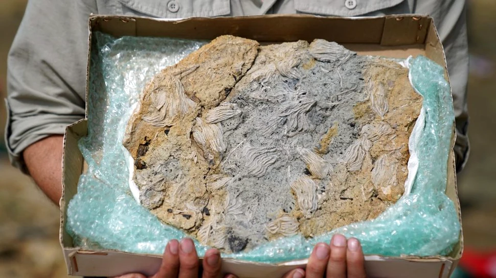 Doi paleontologi amatori au descoperit cea mai mare captură de echinoderme din Jurasic din Regatul Unit