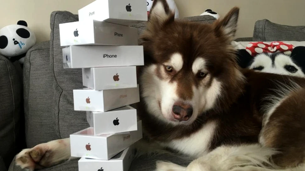 Generaţia decadentă: Fiul unui miliardar chinez i-a cumpărat câinelui său Coco opt telefoane iPhone 7