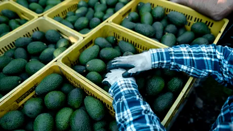 Jaf la drumul mare… de avocado! S-a întâmplat pe o autostradă din Mexic