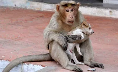 O maimuţă din India a adoptat un căţel şi îl îngrijeşte de parcă ar fi puiul ei – FOTO