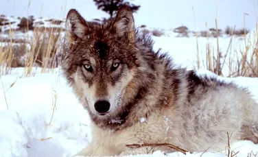 După 6 decenii de interdicţie, lupii vor putea fi vânaţi din nou în SUA