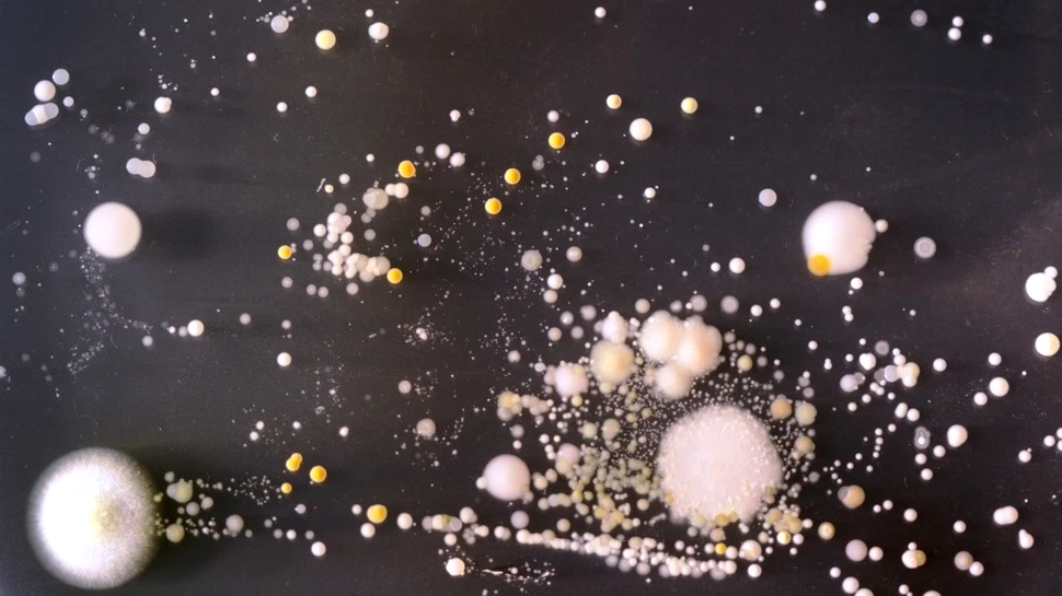 Iată cât de „infect” este telefonul tău! (FOTO)