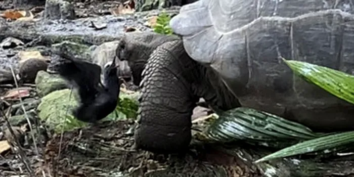 O țestoasă uriașă, filmată în timp ce atacă și mănâncă un pui de pasăre. Cum este explicat comportamentul neobișnuit