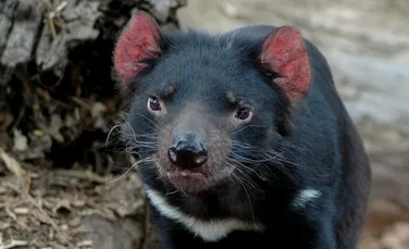 Cum salvam diavolii tasmanieni?