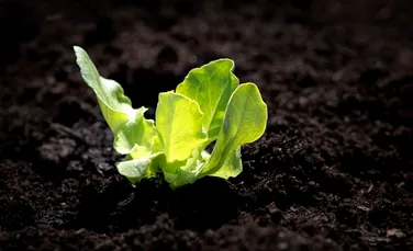 Salata crescută în spaţiu poate fi consumată în siguranţă